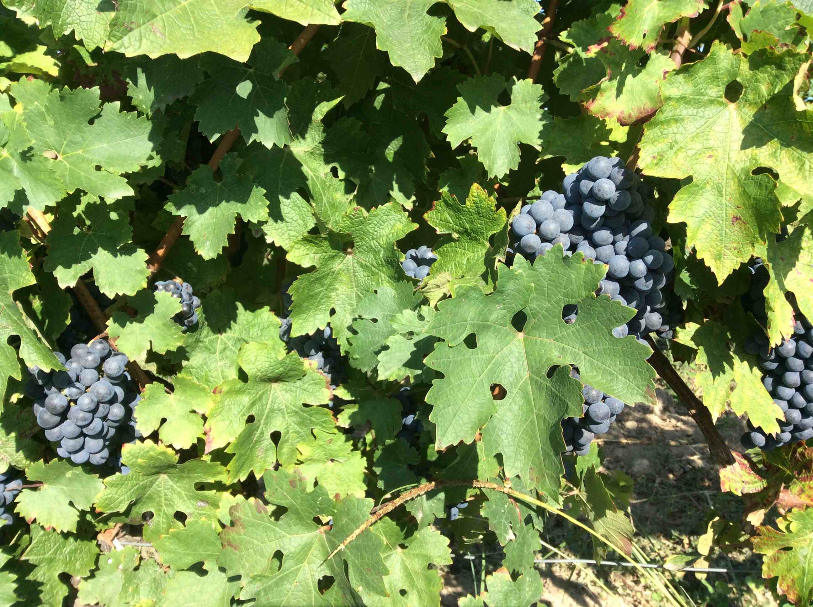 vine - The health benefits of organic wine