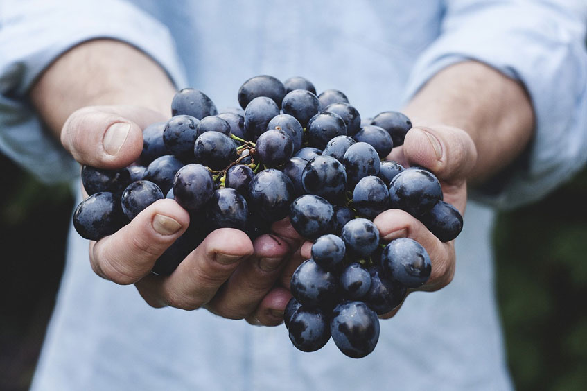 Choses à savoir sur le vin