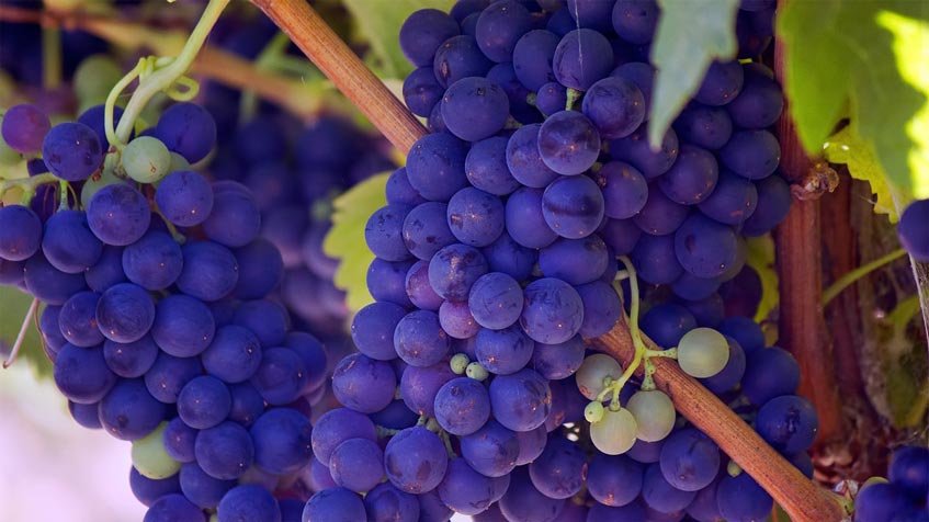5 choses à savoir sur le vin
