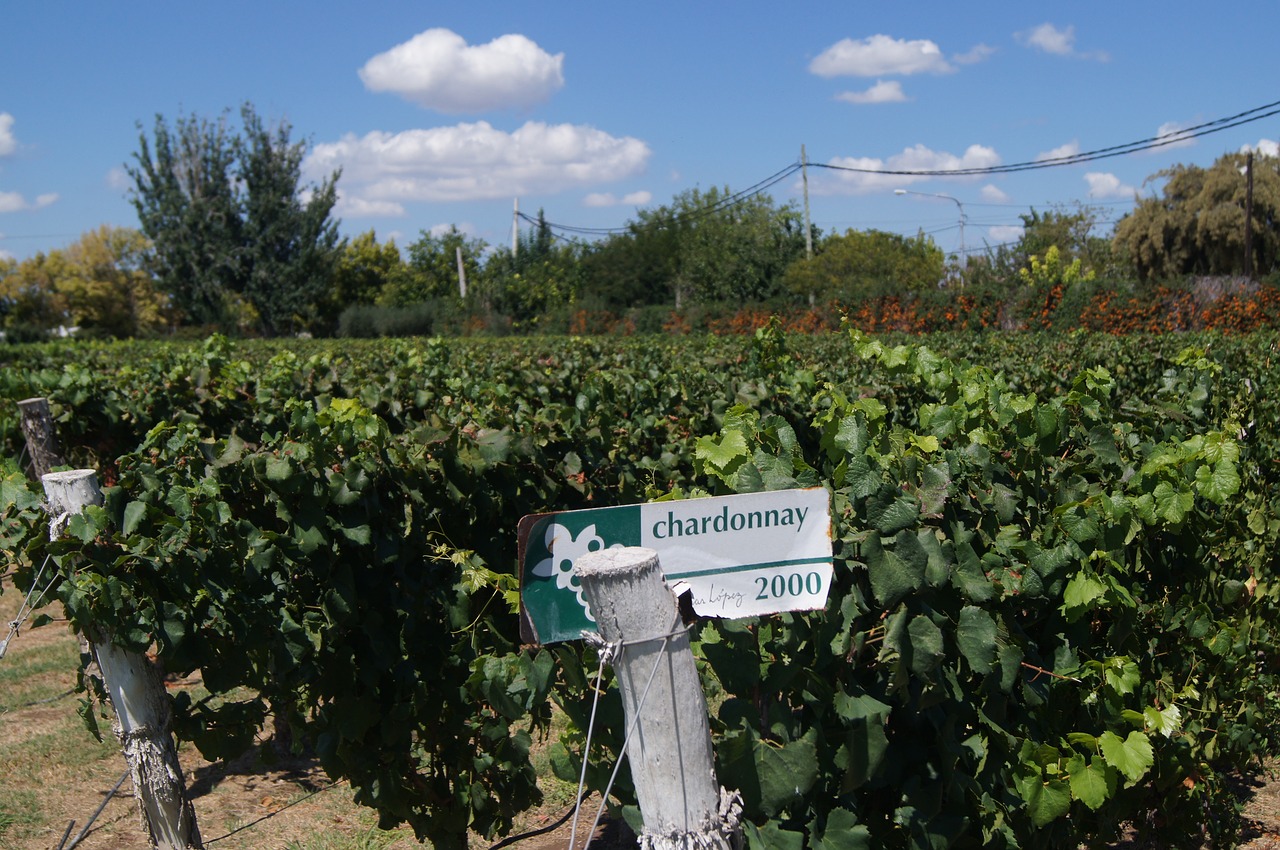 tour du monde des vins featured image mendoza