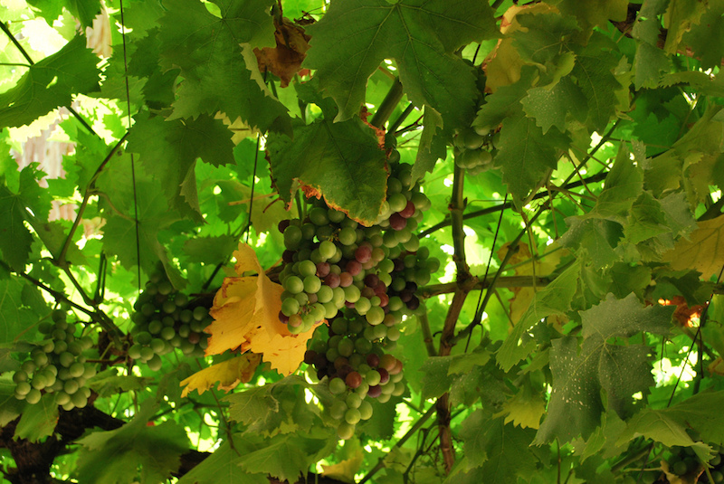 tour du monde des vins vignobles pres de montevideo