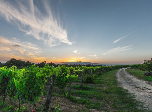 chateau suau route des vins blancs vignobles